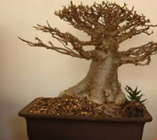 Bonsai Baobab