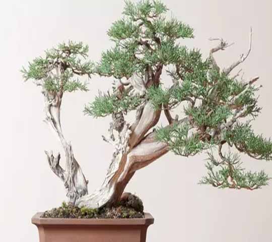 Bonsai Pinus
