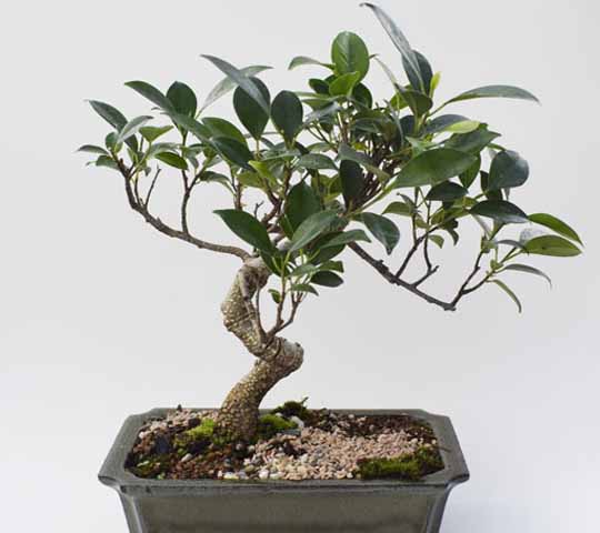Ficus Retusa