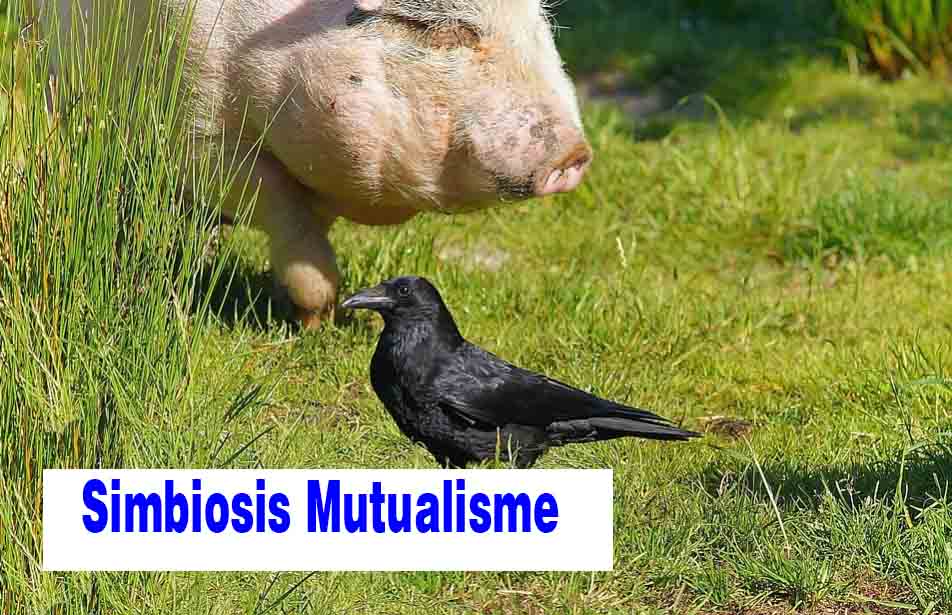 Simbiosis Mutualisme Adalah