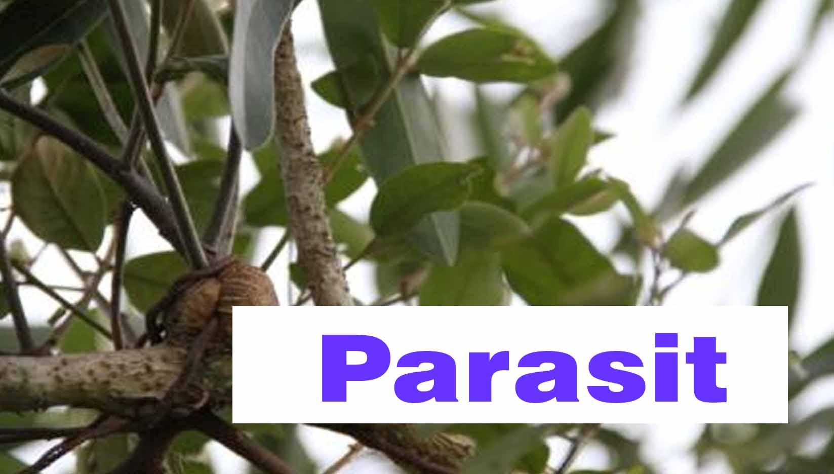 Parazita növény