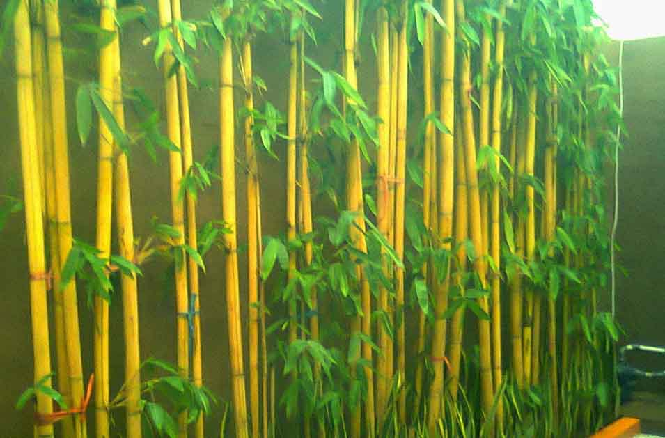Tanaman Hias Bambu Kuning