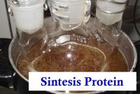 Sintesis Protein Adalah
