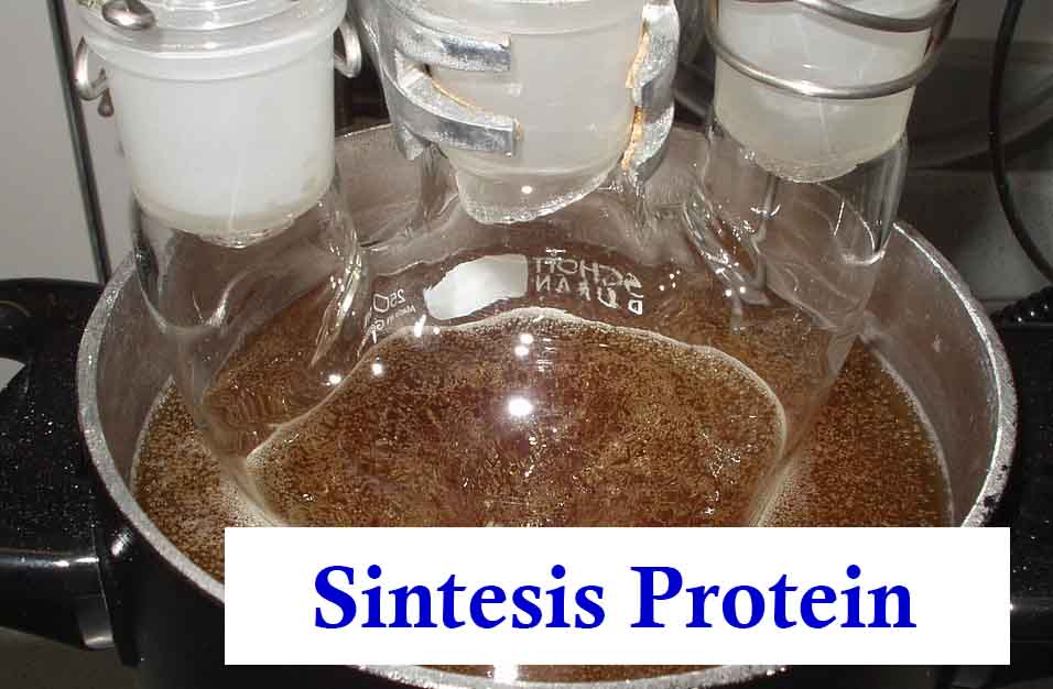 Sintesis Protein Adalah
