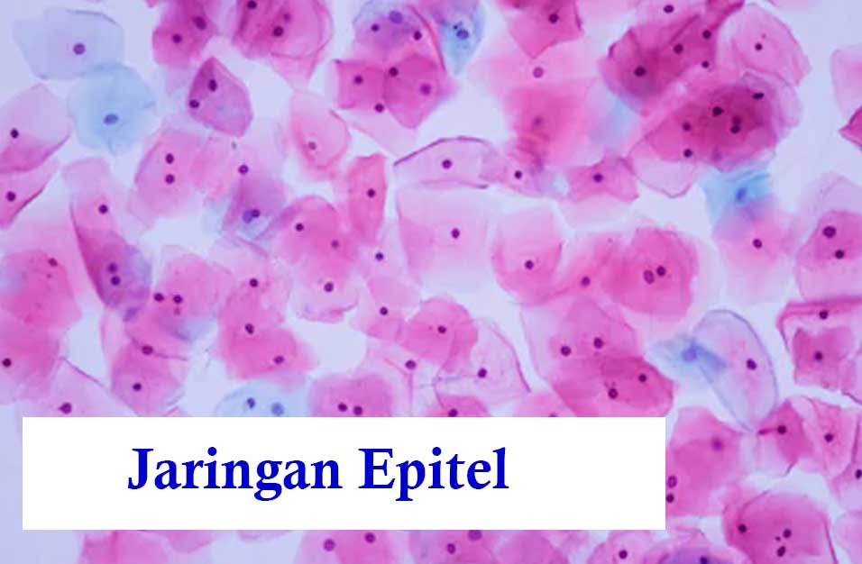 Selapis pada epitelium terdapat pipih jaringan Struktur dan