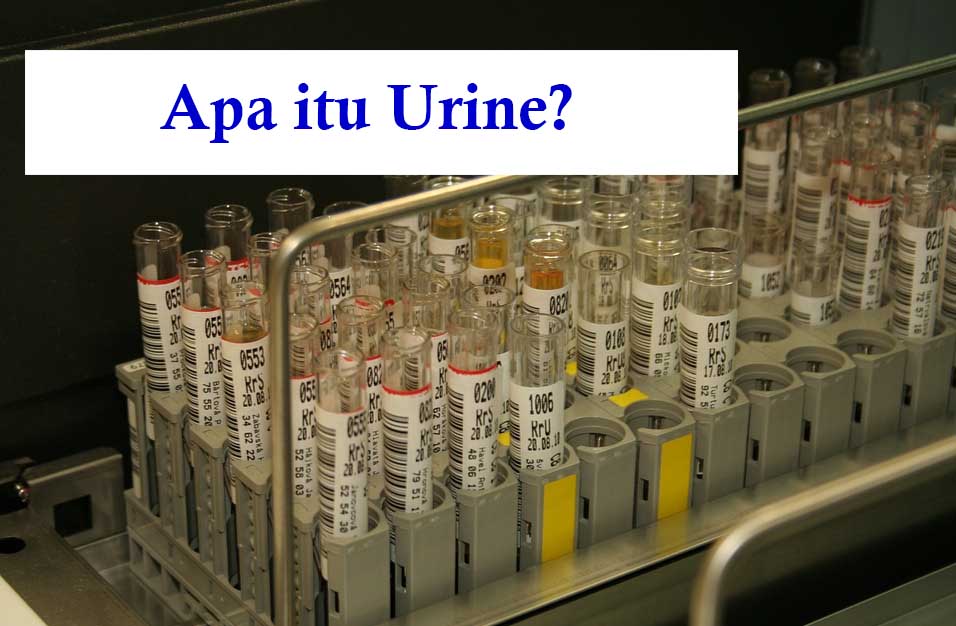 Pengertian Urine