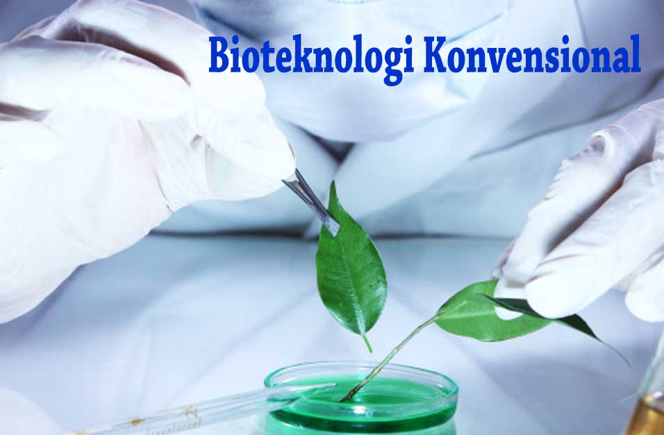Pengertian dan Contoh Bioteknologi Konvensional