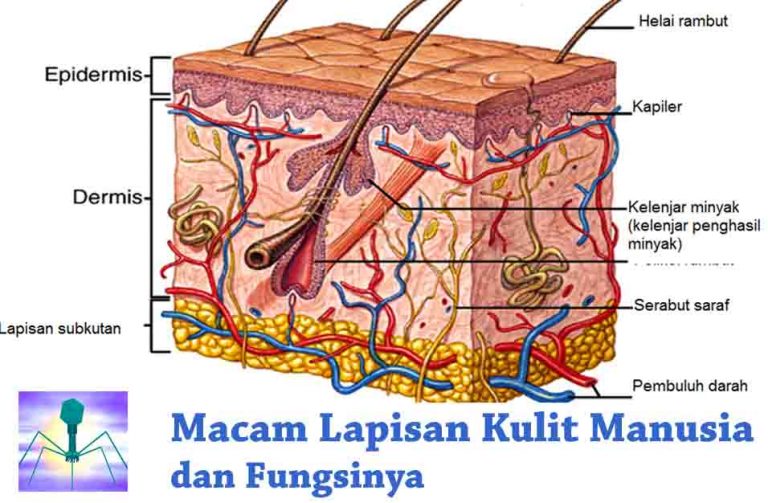√ 8 Macam Lapisan Kulit Manusia dan Fungsinya Guru Sains