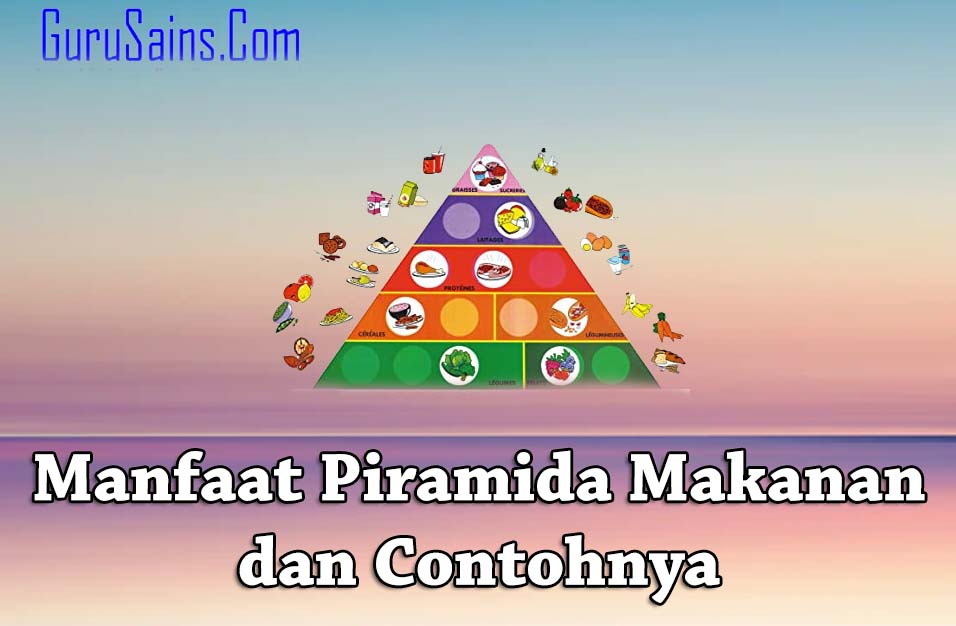 Fungsi Piramida Makanan