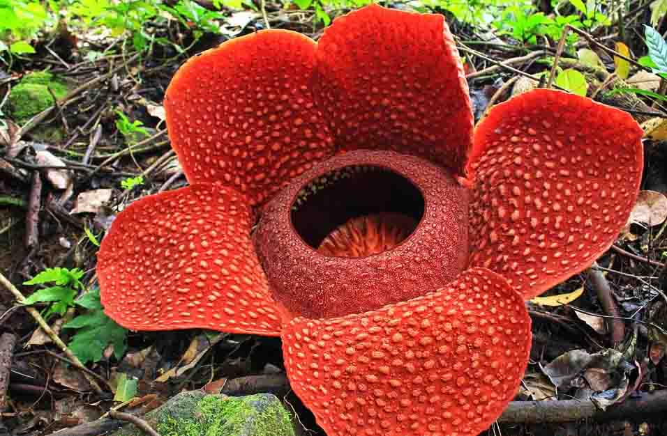 Tumbuhan Parasit Rafflesia Arnoldi