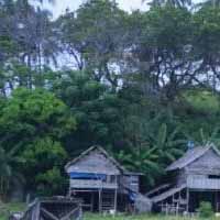 Pelestarian In Situ Cagar Alam Hutan Kepulauan Karimata