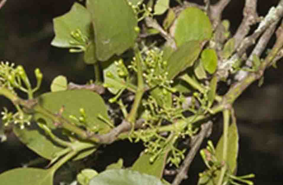 Tanaman Parasit Loranthus micranthus