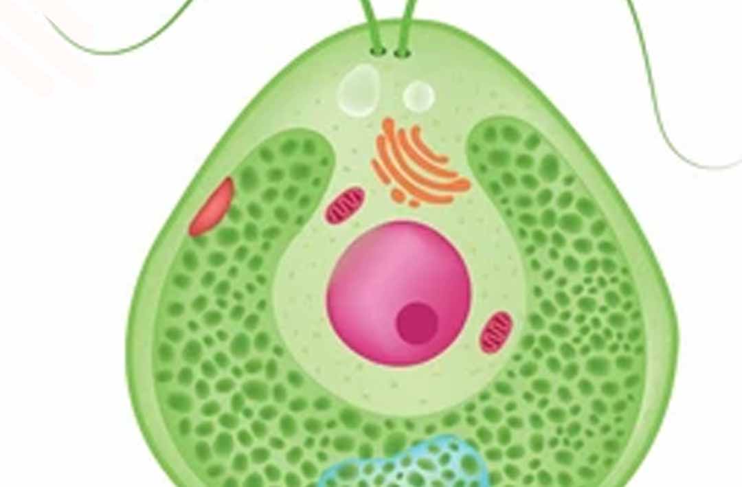 Tujuan Mitosis