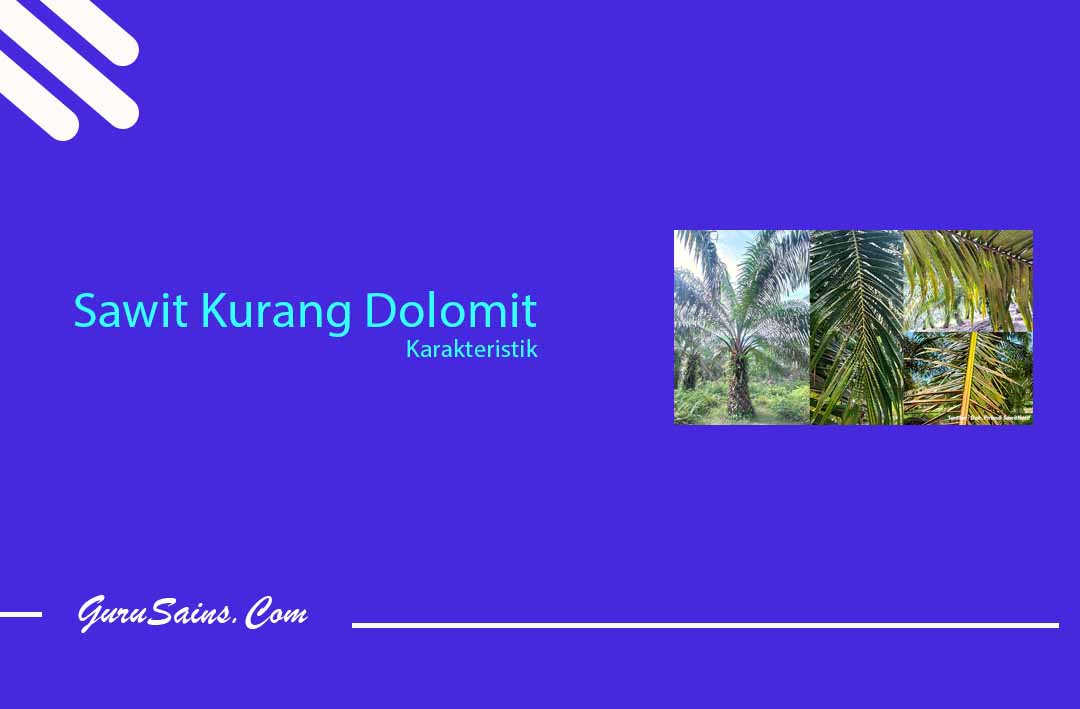 Sawit Kurang Dolomit