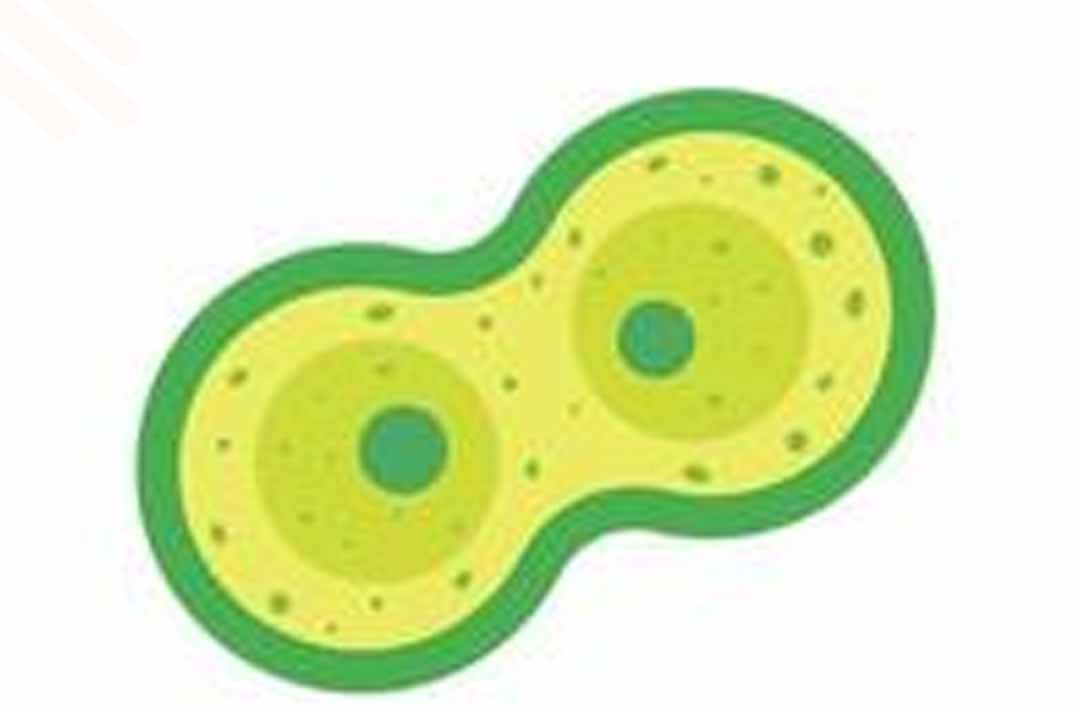 Tujuan Meiosis